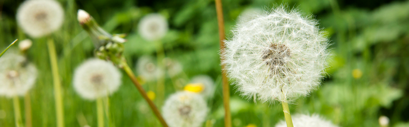 Seasonal Allergies – Natural Solutions