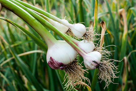 field garlic