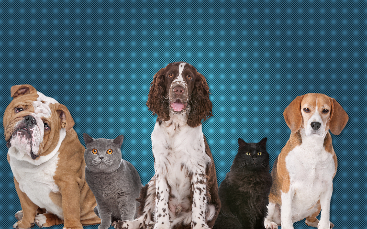PET_BANNER